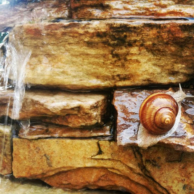 Pensiunea Nimbus Arad Buitenkant foto